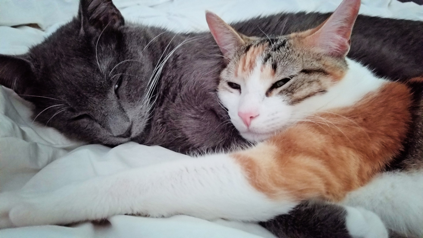 CuddleWars